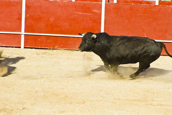 Vechten tegen stierenfoto uit Spanje. Zwarte stier — Stockfoto