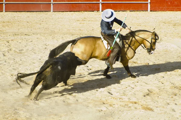 Peleas de toros a caballo. Típica corrida de toros española . — Foto de Stock
