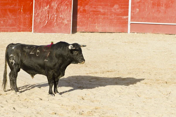 Toro spagnolo. corrida . — Foto Stock