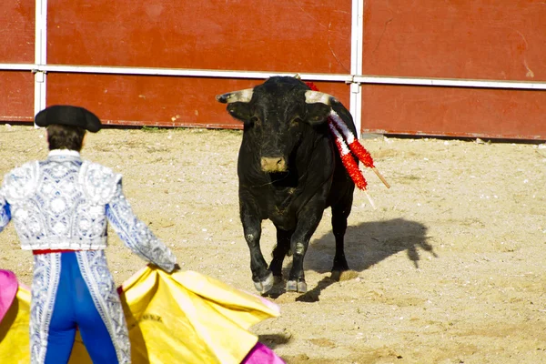 Matador e touro na tourada. Madrid, Espanha . — Fotografia de Stock