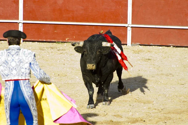 Матадор и бык в корриде. Мадрид, Испания . — стоковое фото