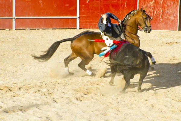Walka byków na koniu. typowym hiszpańskim walka byków. — Zdjęcie stockowe