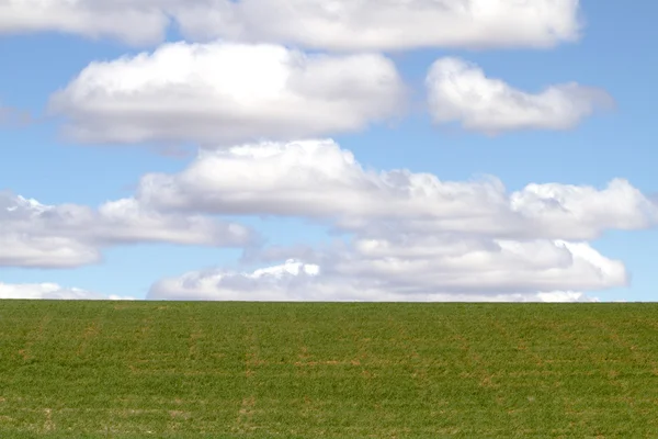 作物领域的蓝蓝的天空背景上 — 图库照片