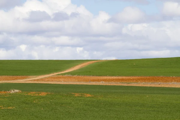 Rader av sojabönor på ett odlat fält — Stockfoto