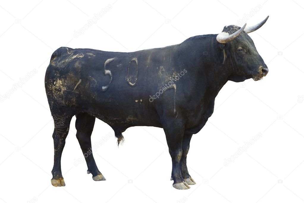 Powerful bull isolated on white, spanish bullfight