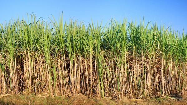 Blick auf Zuckerrohrplantage Stockbild