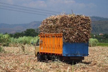 Sugarcane transportation clipart