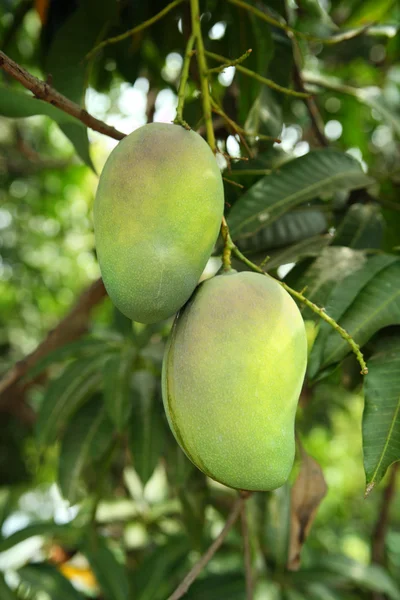 stock image Mangoes on tree