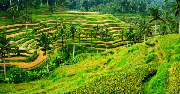 Rice paddy panorama — Stockfoto