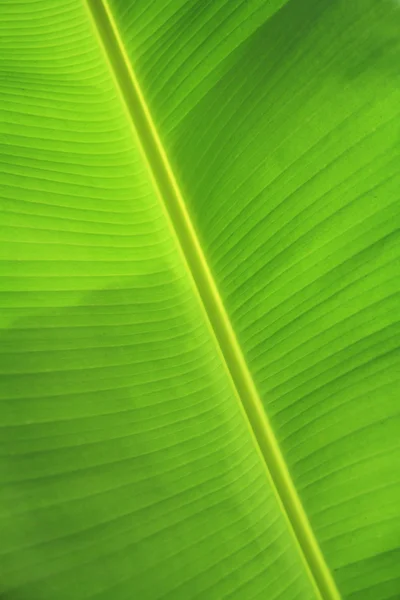 Текстура листя зеленого банана — стокове фото