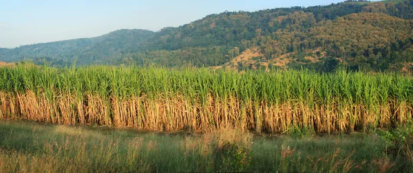 Панорама сахарного тростника — стоковое фото