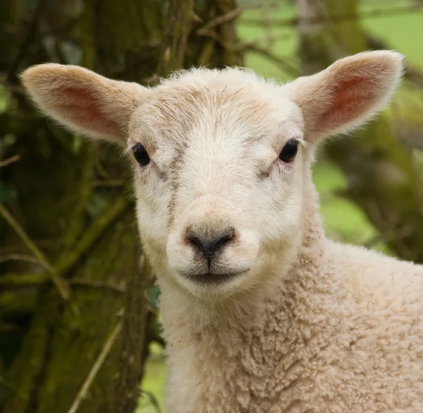 Ritratto di agnello — Foto Stock