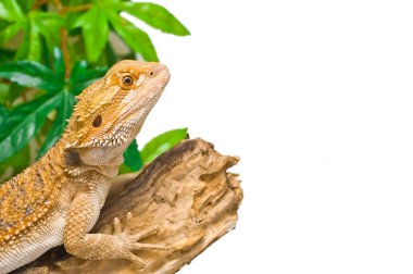 Bearded Dragon clipart