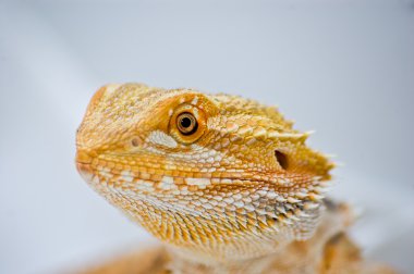 Close up bearded dragon clipart