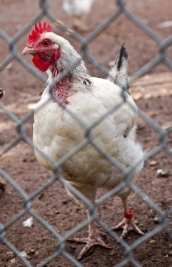 Caged Hen clipart