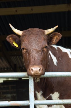 Ayrshire cow clipart