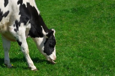 Grazing cow clipart