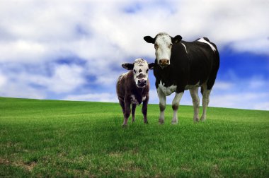 Cow and calf clipart