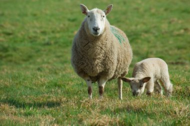 Mother sheep and spring lamb clipart