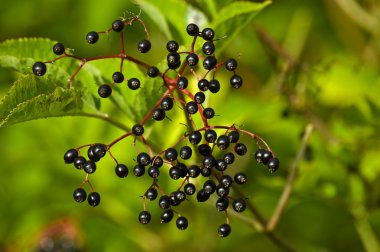 Elder Berries clipart