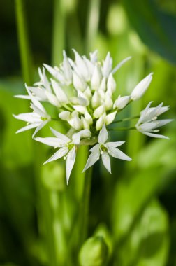 Wild garlic (Allium ursinum) clipart