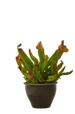 Isolated pitcher plant clipart