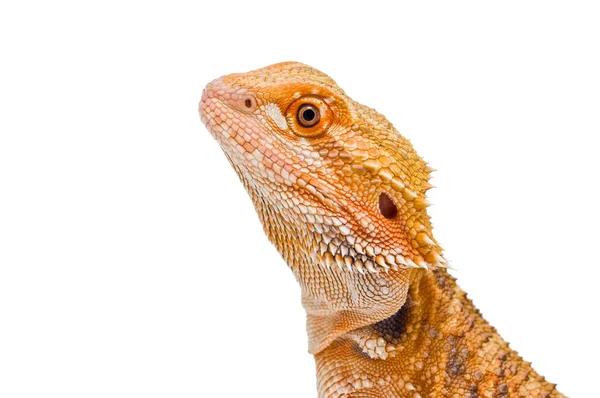 Retrato de dragão — Fotografia de Stock