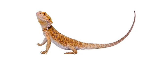 Retrato completo de dragón — Foto de Stock