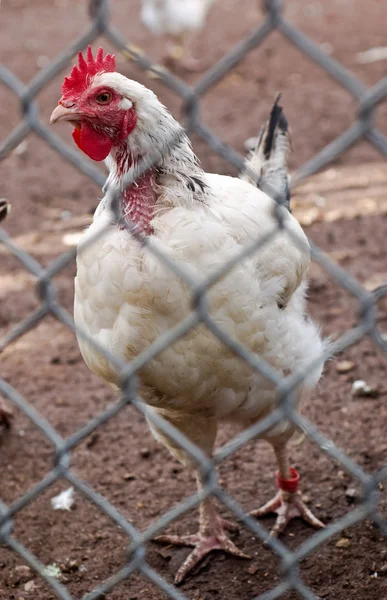 stock image Caged Hen