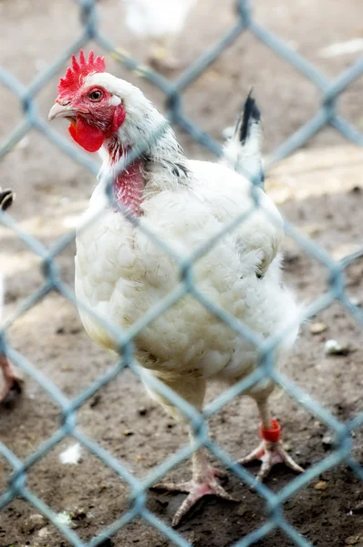 stock image Caged chicken