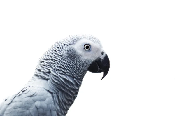 Retrato de papagaio — Fotografia de Stock