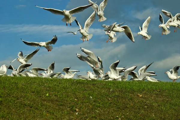 stock image Scavaging Birds