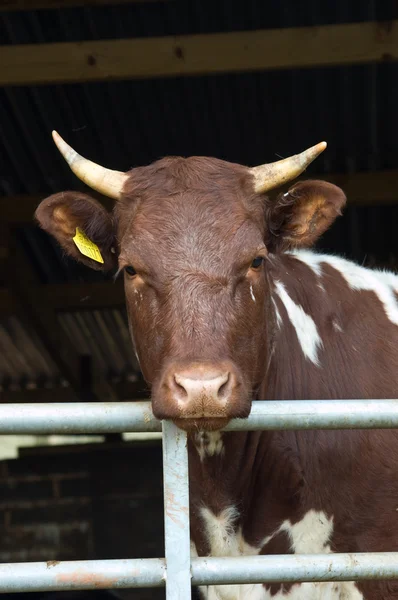 Vaca de Ayrshire — Fotografia de Stock