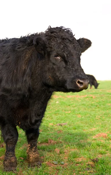 年轻的黑公牛肖像 — 图库照片