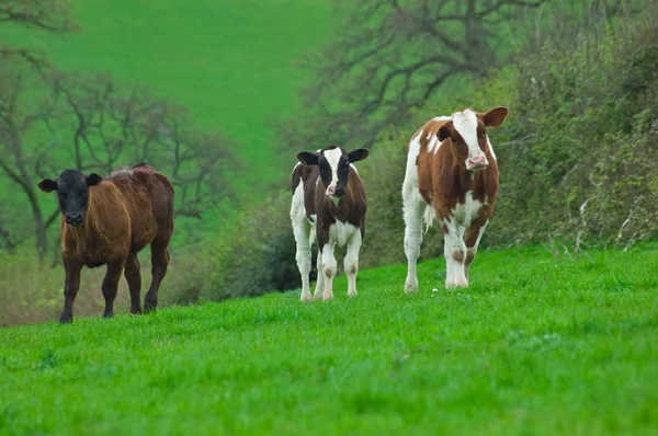 Trzy młode krowy — Zdjęcie stockowe