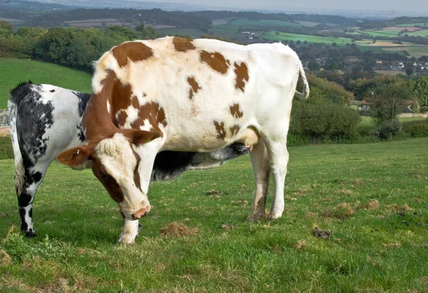 Madre e vitello — Foto Stock