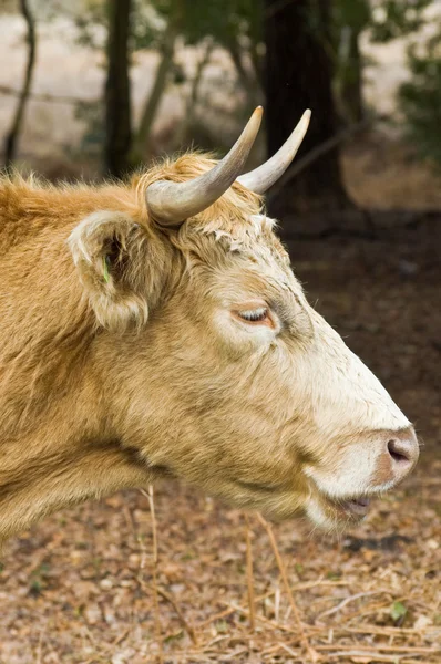 ハイランド牛の肖像画 — ストック写真