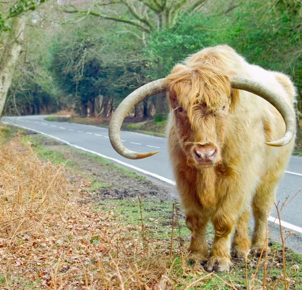 Gyömbér Highland tehén — Stock Fotó