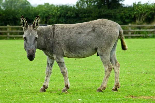 Grey Donkey watching — Stock Photo, Image