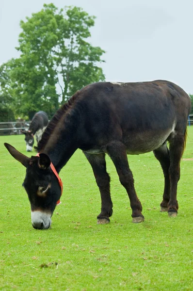 2 brown Rescue Donkey — Stock Photo, Image