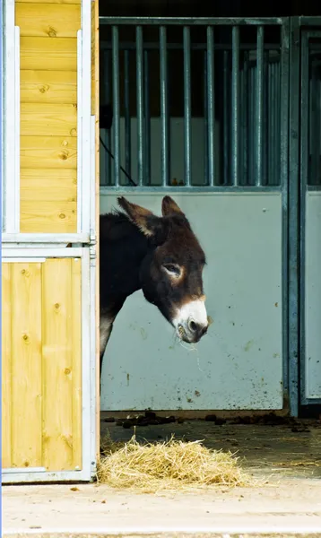 Shy Donkey — Stock Photo, Image