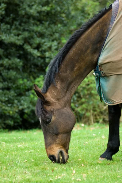 馬の頭部 — ストック写真