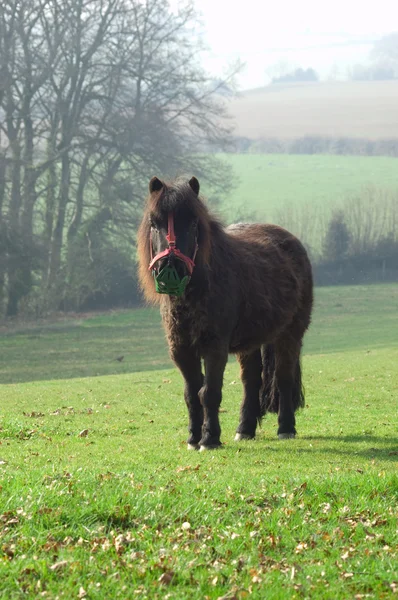 A small pony — Stock Photo, Image