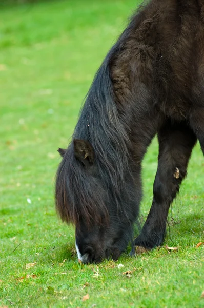 Grazing pony — Stock Photo, Image
