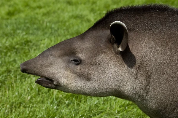 Profilo di Tapir — Foto Stock