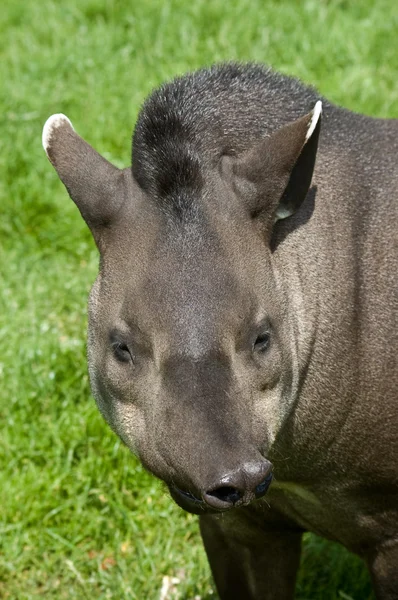 Grappige tapir — Stockfoto