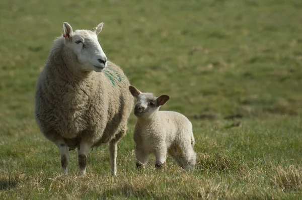 Mother sheep with spring lamb — Stock Photo, Image