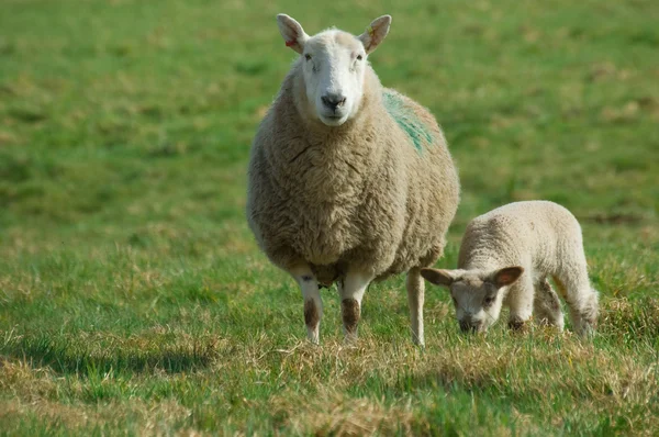 Mãe ovelha e cordeiro primavera — Fotografia de Stock