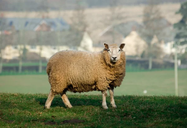 Sheep3 — стокове фото