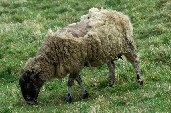 Kranke Schafe — Stockfoto